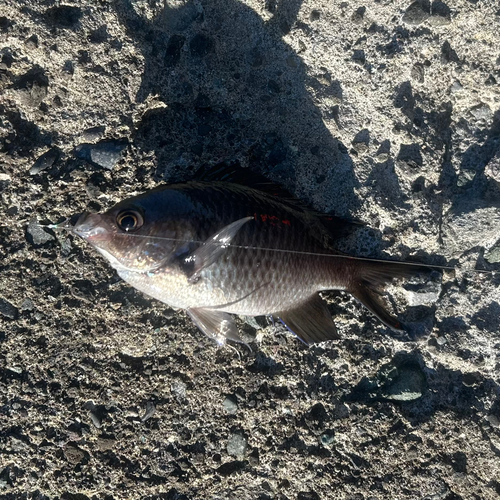 スズメダイの釣果