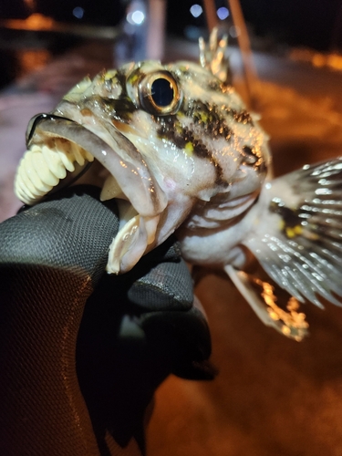 ムラソイの釣果