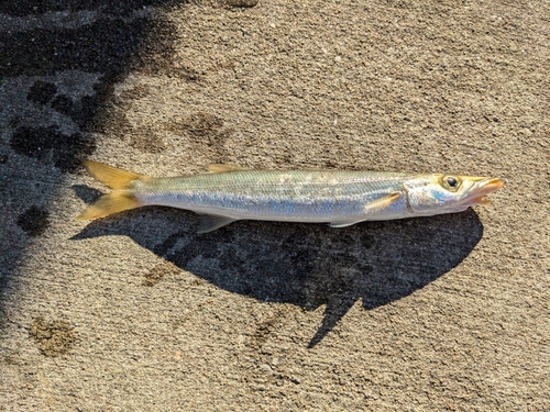 カマスの釣果