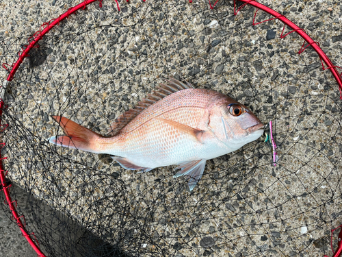 マダイの釣果