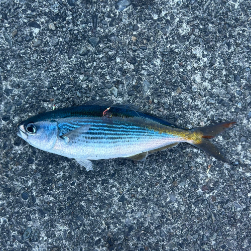 タカベの釣果