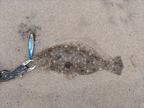 ヒラメの釣果