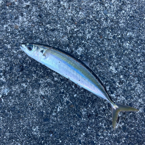 ムロアジの釣果