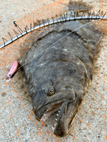 ヒラメの釣果