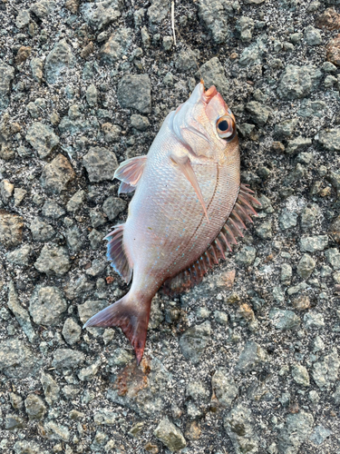 チャリコの釣果