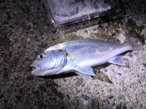 イシモチの釣果