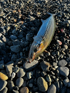 サワラの釣果