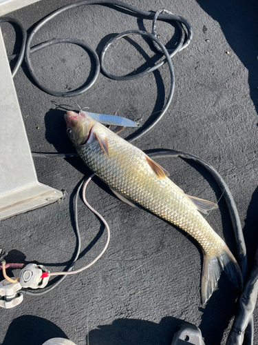 ニゴイの釣果