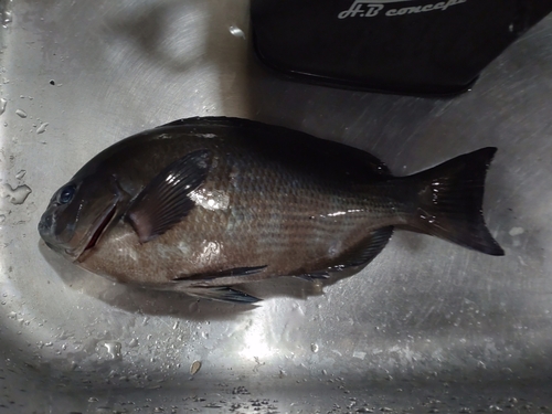 クロの釣果