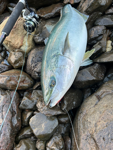 ハマチの釣果