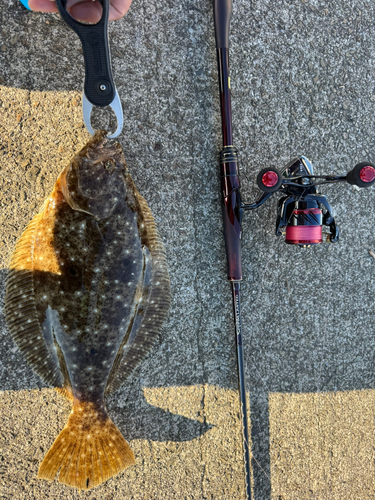 ヒラメの釣果