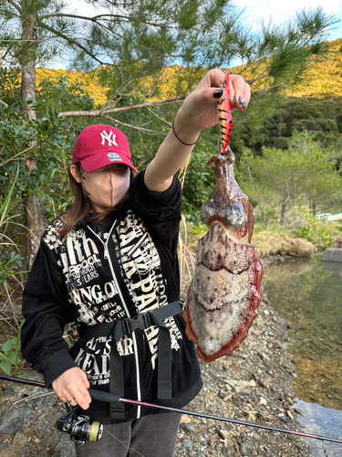 コウイカの釣果