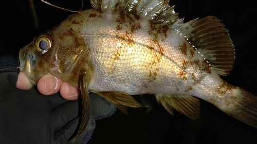 メバルの釣果