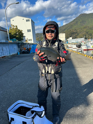 クチブトグレの釣果