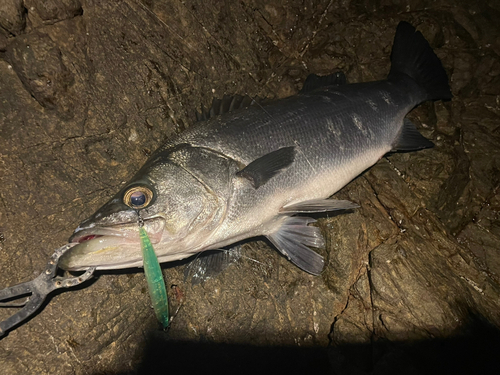 ヒラスズキの釣果