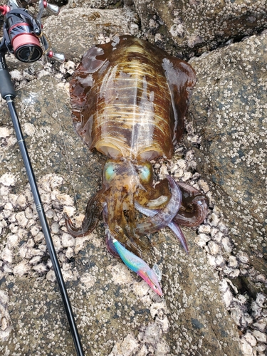 アオリイカの釣果