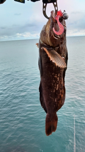 アイナメの釣果