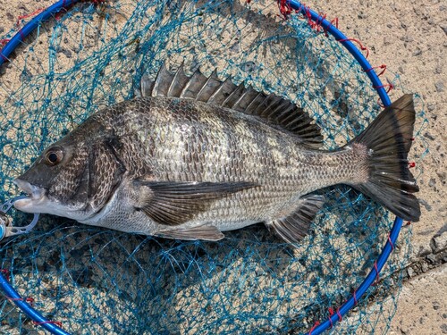 チヌの釣果