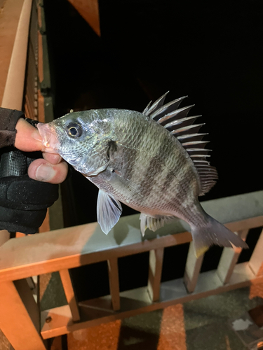 キビレの釣果