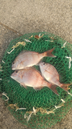 マダイの釣果