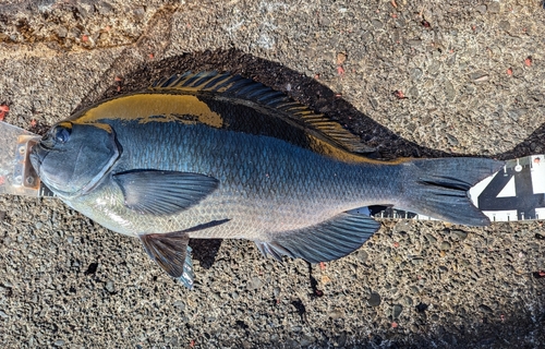 グレの釣果