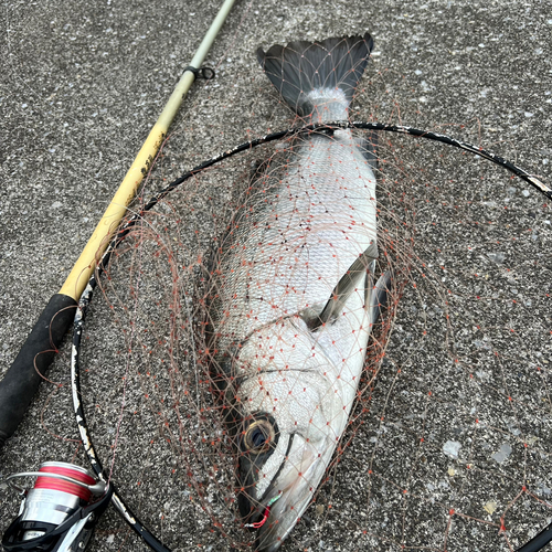 ヒラスズキの釣果