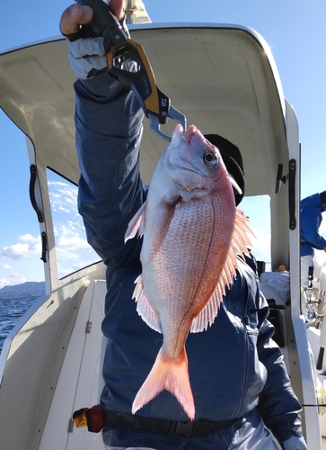 マダイの釣果