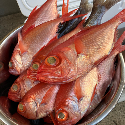 キンメダイの釣果