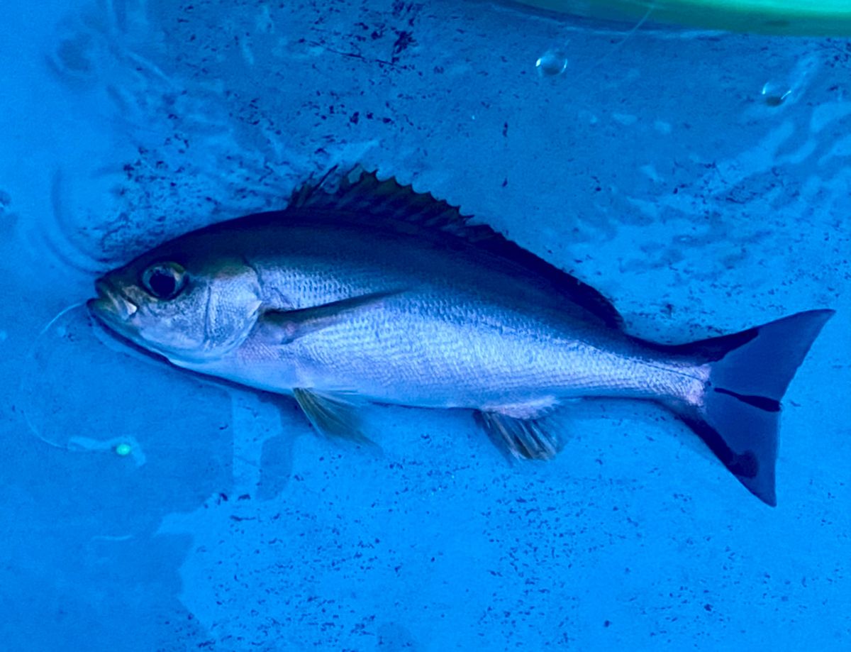 オトコマエさんの釣果 1枚目の画像