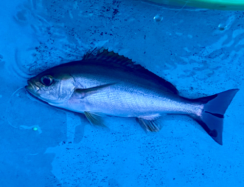 イサキの釣果