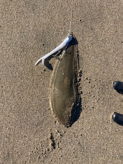 シタビラメの釣果