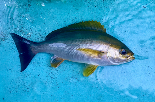 イサキの釣果