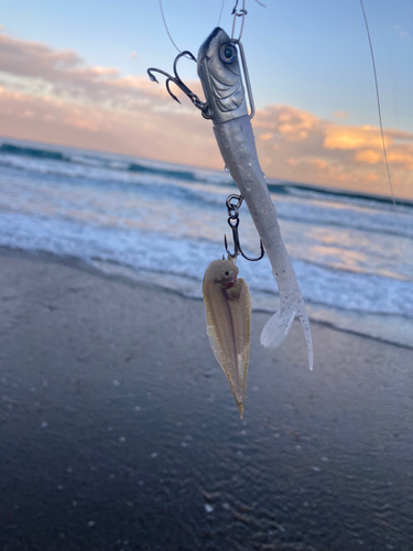 シタビラメの釣果