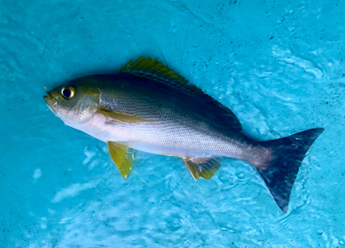 イサキの釣果