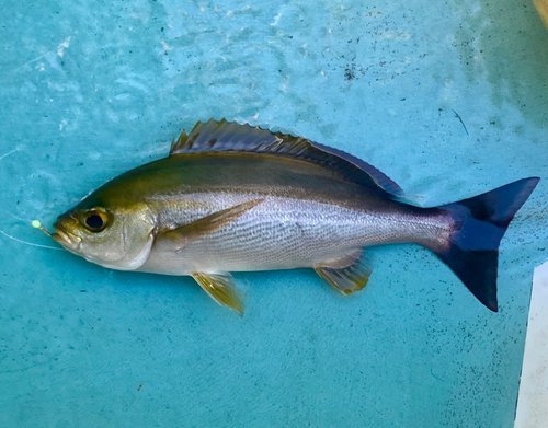 イサキの釣果