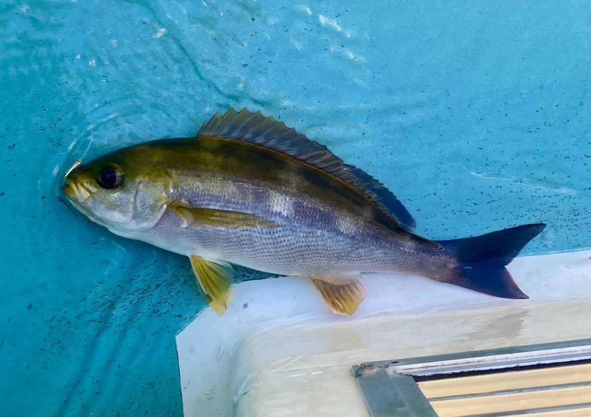 オトコマエさんの釣果 1枚目の画像