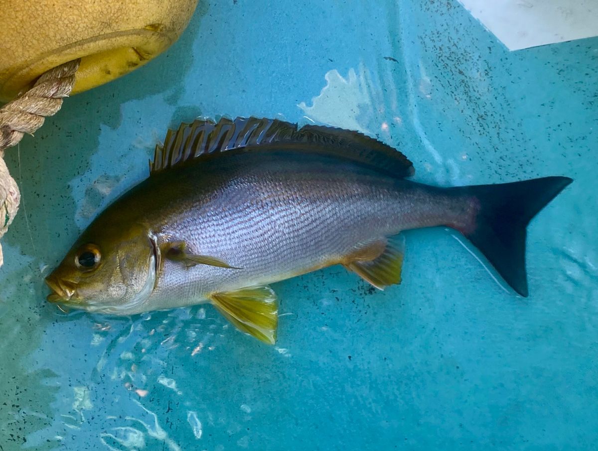 オトコマエさんの釣果 1枚目の画像