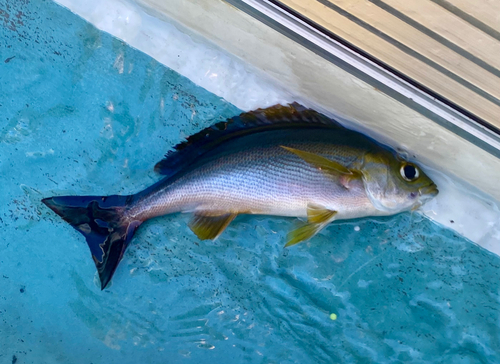 イサキの釣果