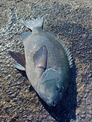 クチブトグレの釣果