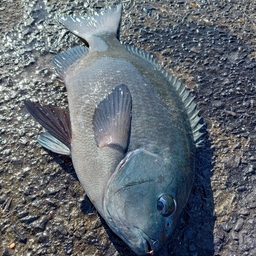 クチブトグレ