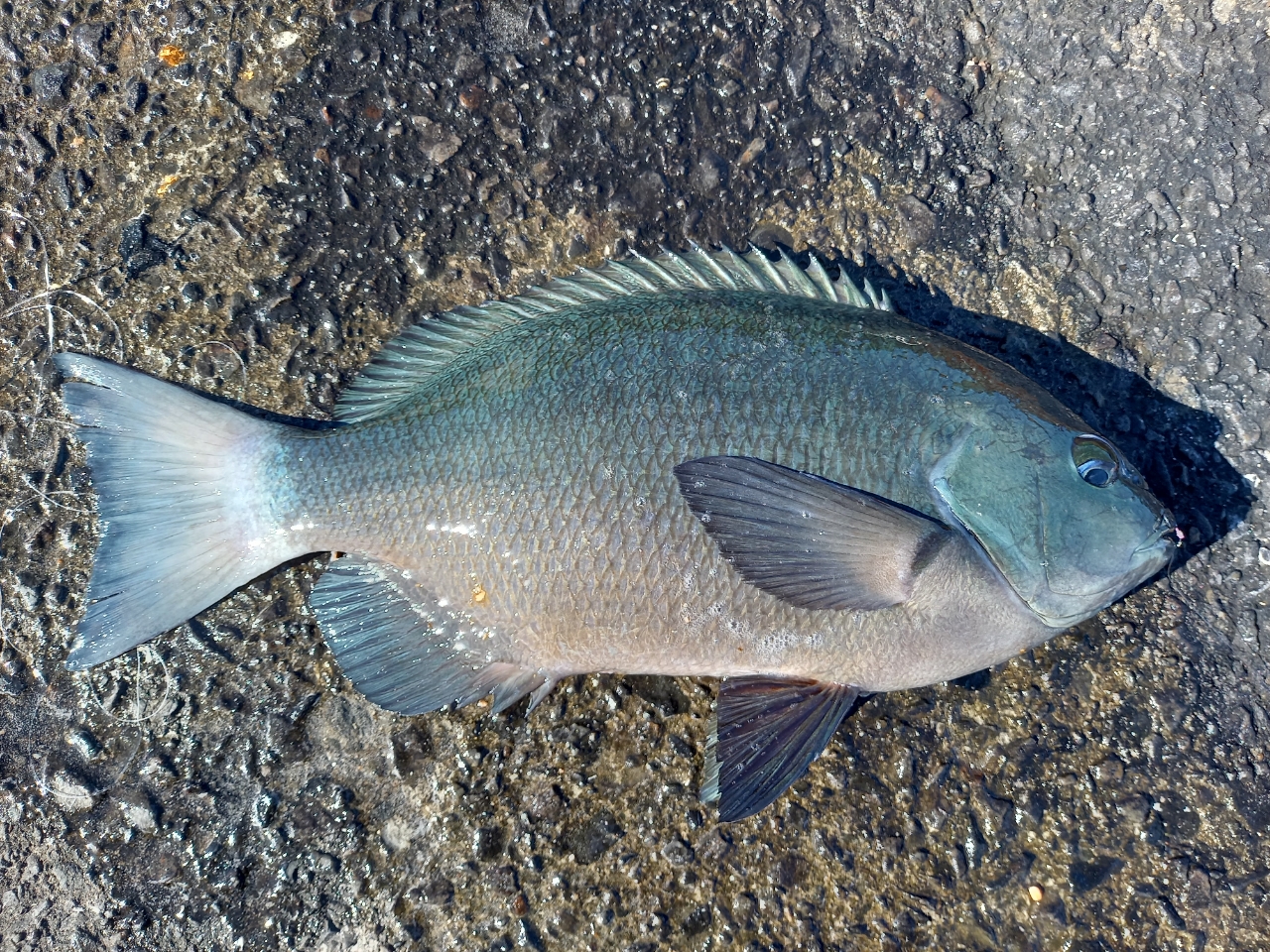 クチブトグレ