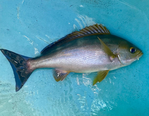 イサキの釣果