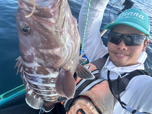 マハタの釣果