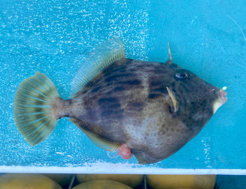 カワハギの釣果