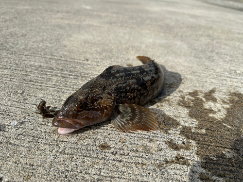 アイナメの釣果