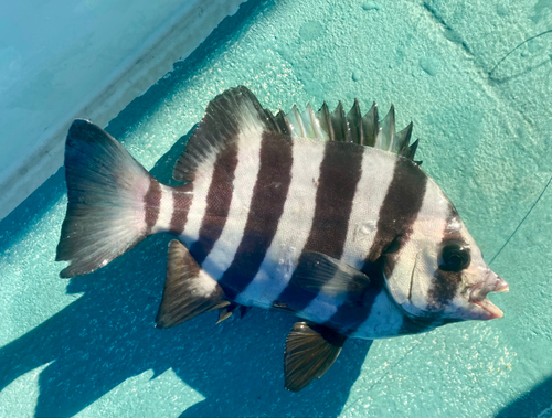 イシダイの釣果