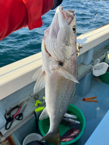 オオニベの釣果