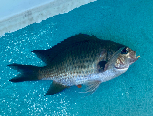 スズメダイの釣果