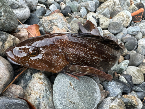 アイナメの釣果