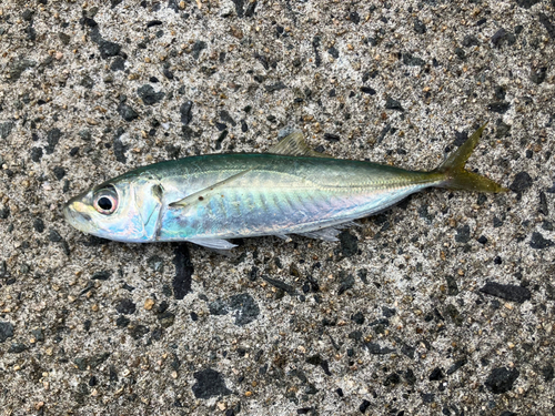 マルアジの釣果